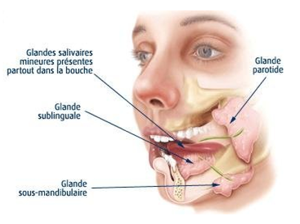 schéma glandes salivaires